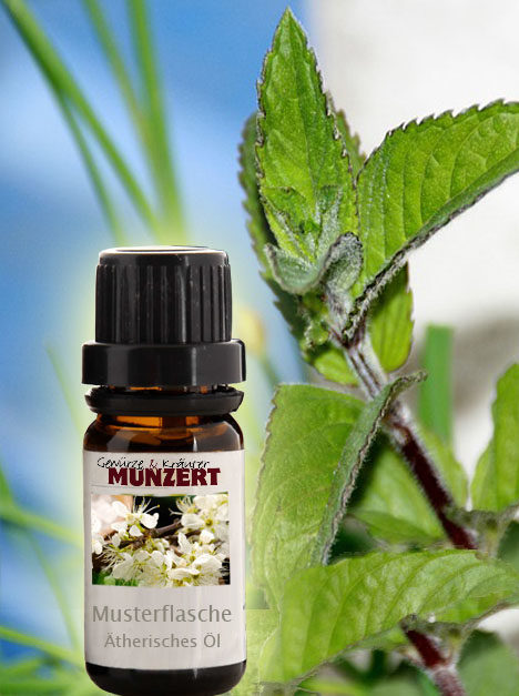 Ätherisches Öl Pfefferminze von Gewürzversand Munzert